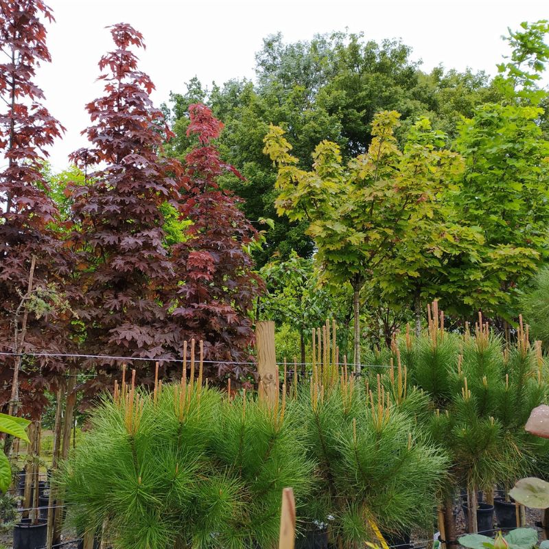 Arbres dans les Deux-Sèvres