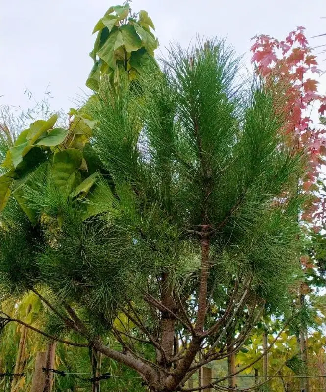 bulbes et graines à Coulonges sur l'autize