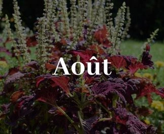 arbres fruitiers, agrumes et légumes à Saint-Laurs