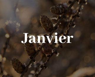 arbres, arbustes, rosiers à Champdeniers