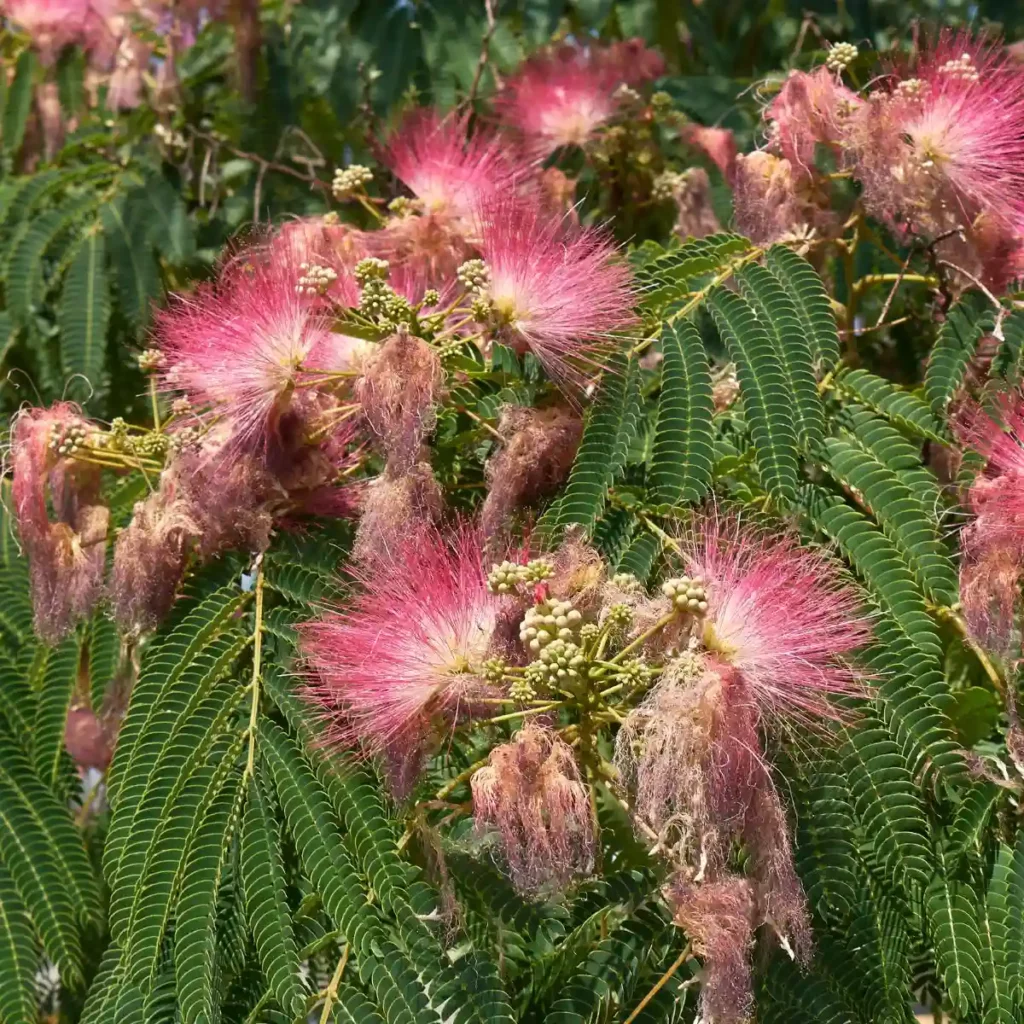 arbres, arbustes, rosiers à Fenioux