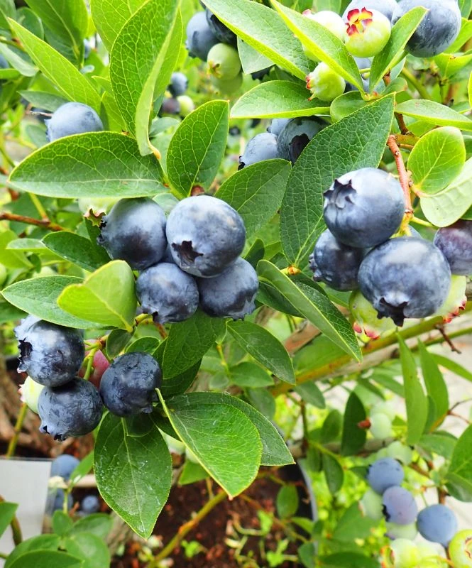arbres fruitiers, agrumes et légumes à Fenioux