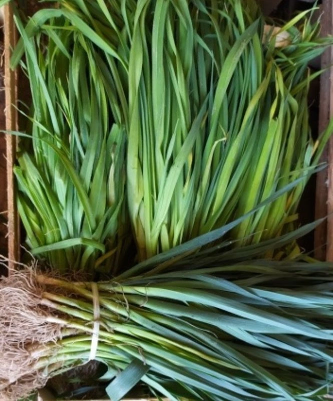 arbres fruitiers, agrumes et légumes à Fenioux