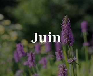 arbres fruitiers, agrumes et légumes à Coulonges sur l'autize