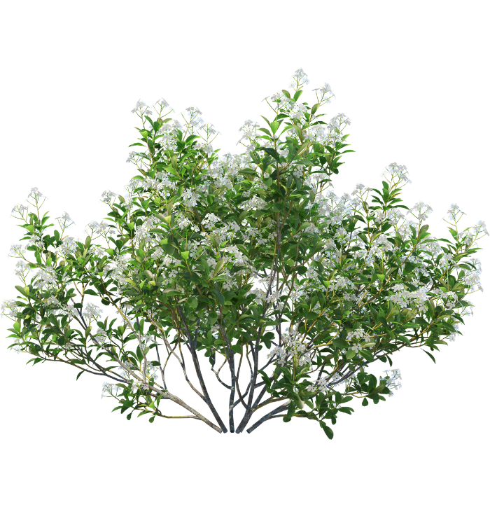 arbres fruitiers, agrumes et légumes à Champdeniers