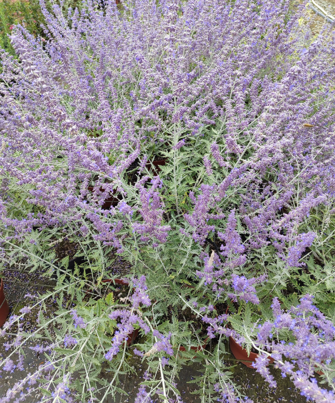 arbres, arbustes, rosiers à Saint-Laurs