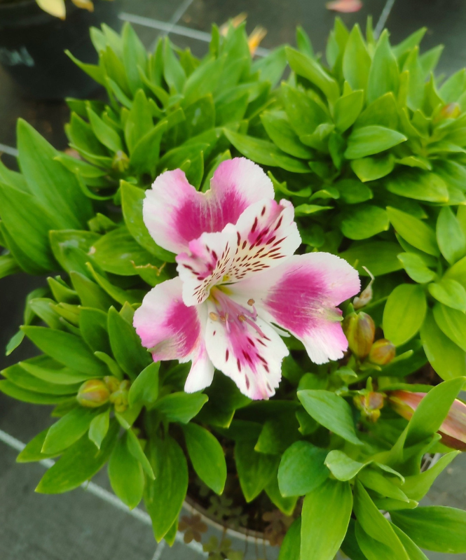 arbres fruitiers, agrumes et légumes dans le 79