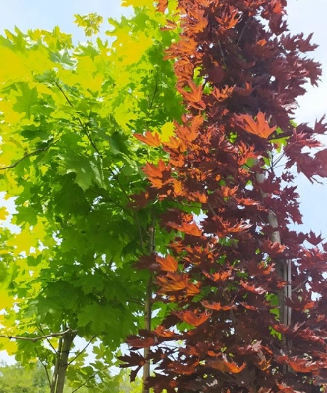 arbres fruitiers, agrumes et légumes à Fenioux