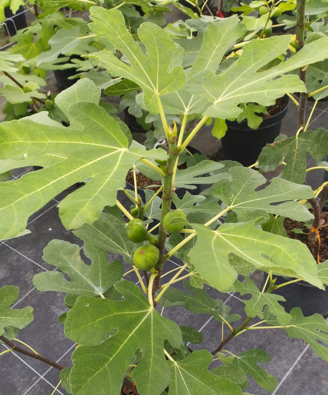 arbres fruitiers, agrumes et légumes dans le 79