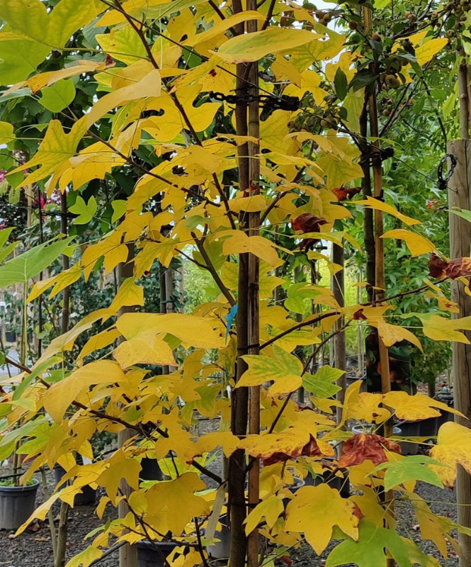 arbres fruitiers, agrumes et légumes à Champdeniers