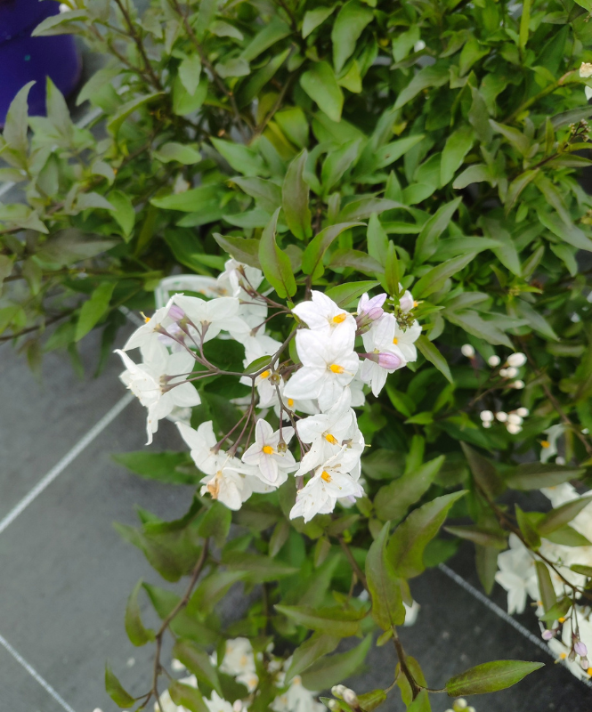 arbres, arbustes, rosiers à Champdeniers