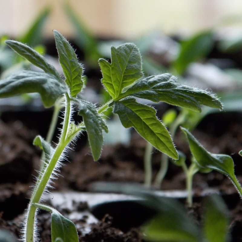 arbres fruitiers, agrumes et légumes dans le 79